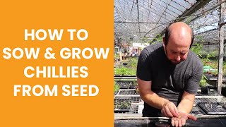 How to sow amp grow chillies from seed [upl. by Odie]