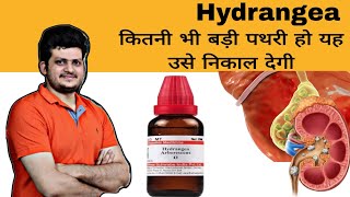 Hydrangea Homeopathic Medicine  कितनी भी बड़ी पथरी हो उसे निकाल देगी  Kidney gallbladder stone [upl. by Rodina]