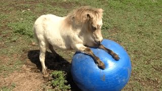 FUNNIEST Pet Fails 🤣 😂  Best Compilation 2023 [upl. by Elberta]