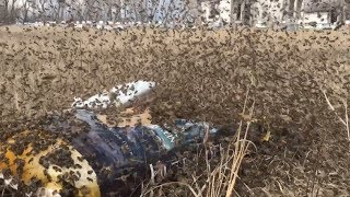 Open Dry Feeding Honey Bees terrific activity around the feeders today  April 15 2019 [upl. by Arriec]