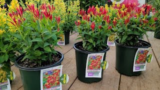 Spigelia Little Redhead Indian Pink  SUPERIOR Form of an ⚡EXCITING NATIVE Perennial [upl. by Synn]