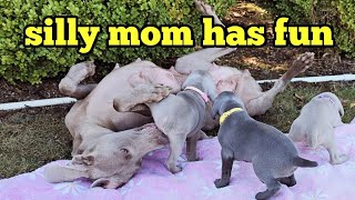 Funny Weimaraner being silly rolling around and playing with her puppies [upl. by Adnih403]