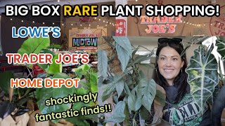 30 BUDGET Big Box RARE Plant Shopping Trader Joes Lowes amp Home Depot Plant Haul [upl. by Eloken]