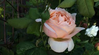 Wollerton Old Hall David Austin Rose  first bloom of the year I’m in love [upl. by Benedick925]