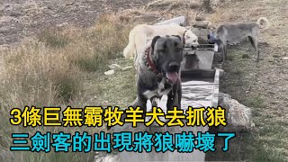 3條巨無霸牧羊犬去抓狼，三劍客的出現將狼嚇壞了，狼躲在草叢抓羊，被牧羊犬按在地上一頓爆錘 [upl. by Timmie911]