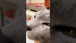 CONJUNCTIVITIS IN CATS [upl. by Durtschi922]