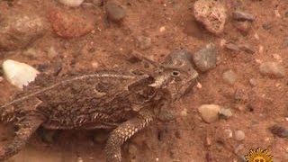 Nature Texas Horned Lizards [upl. by Notselrahc]