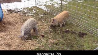 Why we choose to add Mangalitsa  Mangalitza Pigs to our Homestead [upl. by Sidnal]