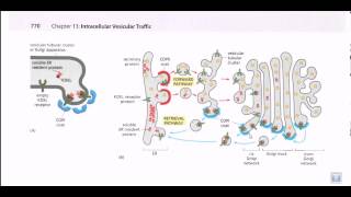 Protein secretion pathway ER to Golgi [upl. by Woodley]