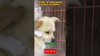 Kisah yang menyentuh hati shorts hewan anjing ceritahewan faktamenarikhewan [upl. by Aretahs]