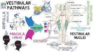 INSTANT NEURO  Vestibular Pathways [upl. by Nitsej84]