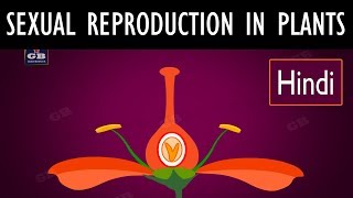 Sexual reproduction in flowering plants in hindi  10th Biology  Science  CBSE  NCERT class 10 [upl. by Arick607]