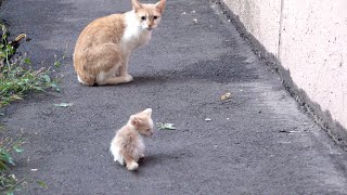 Tiny kitten is crying because his mother abandoned him [upl. by Tamar]