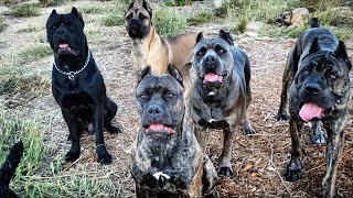 Atari the cane corso puppy wont back down [upl. by Cristabel]