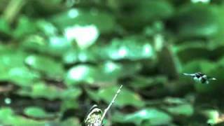 Frog Fail Dragonfly escapes frog attack [upl. by Eselehs]