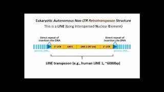 251 LINEs Long Interspersed Nuclear Elements LTR Retrotransposons [upl. by Mrots1]