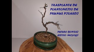 TRASPLANTE DE PRUNUS PISARDI [upl. by Adabel]