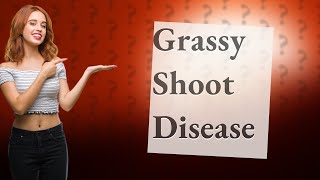 What is the grassy shoot disease in sugarcane [upl. by Yrreb]