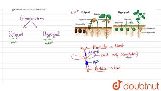 How do you distinquish between hypogeal germination and epigeal germination  What is the role of [upl. by Ammeg591]