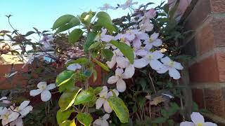 Clematis Montana Rubens is Ideal for covering walls amp fences [upl. by Wawro]