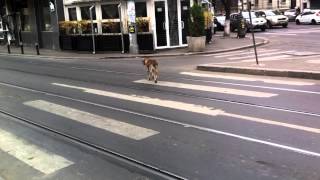 Pedestrian Stray Dogs [upl. by Eckhardt]