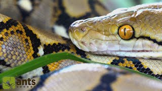 I Found A Reticulated Python Worlds Longest Snake In My Yard [upl. by Castorina]