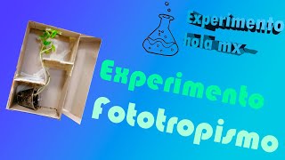 Experimento fototropismo hola mx [upl. by Einnus]