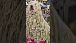 The Komondor  Hungarys Corded Guardian [upl. by Atekan]