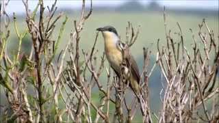 Papa Lagarta Acanelado cantando  Coccyzus melacoryphus [upl. by Ajiram]