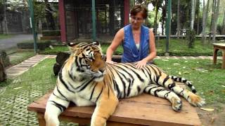 Petting Thai tigers 1 [upl. by Enelyam]