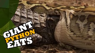 Giant Python Eats Alligator [upl. by Eniarrol]