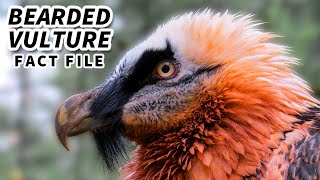 Bearded Vulture Facts a BIRD that EATS BONES  Animal Fact Files [upl. by Yraek]