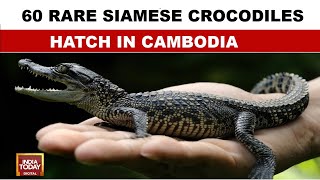 60 Rare Siamese Crocodiles Hatch in Cambodia [upl. by Selle]