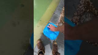 ASMR Pool Cleaning Relaxing Sounds and Perfect Results asmr poolcleaner short [upl. by Enohs]