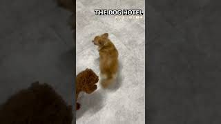 202482 THE DOG HOTEL マロンちゃん [upl. by Neall]