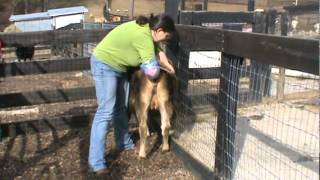 Tanglewood Farm Miniatures Palpating Miniature Jersey Heifer [upl. by Aytac]