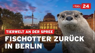 Naturschützer sichten vermehrt wieder Fischotter in Berlin [upl. by Notnef266]