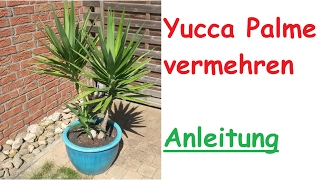 Yucca Palme durch Steckling vermehren  Ableger Vermehrung – Palme selber ziehen  Anleitung [upl. by Aneda]