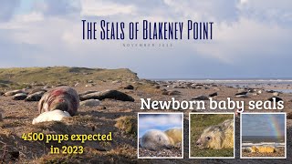 The Seals of Blakeney Point [upl. by Enutrof]