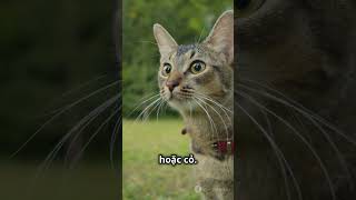 Lí giải hành vi quotnhào bộtquot đáng yêu ở mèo shots cat catlover cute cutecat catvideos [upl. by Idnod]