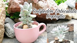 Cotyledon Oophylla [upl. by Cohl]