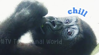 林戈好可愛😆🤣💦Djeecoゴリラ迪亞哥金剛猩猩taipeizoo gorilla 台北市立動物園2024091017 [upl. by Houser658]