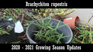 Brachychiton rupestris 20202021 update [upl. by Yentihw]