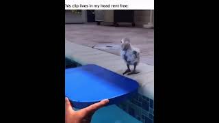 Flotation device bird seeds funny comedy [upl. by Brenden]