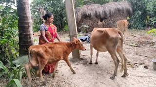 Village Woman Doing Cow Milking by HandCow Milking Video [upl. by Russell]