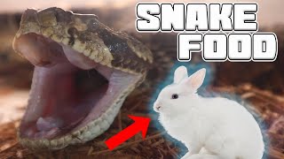 MASSIVE Rattlesnake eats a RABBIT  Tyler Nolan [upl. by Anikas]