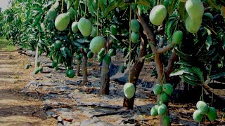 इजराइल तकनीक आम की खेती  Aam ki kheti Israel technique mango farmingreal farming [upl. by Llenrac670]