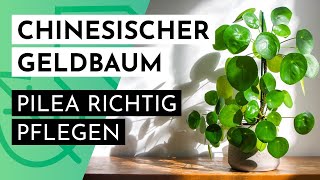 Chinesischer Geldbaum quotPilea Peperomioidesquot richtig pflegen [upl. by Nwahsauq120]