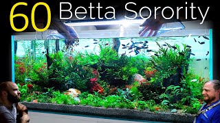 60 Betta Fish Sorority 1 Aquarium EPIC 4ft co2 Injected Planted Aquascape Tutorial [upl. by Milurd382]