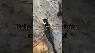 Patience and consistency is key to harness training catshorts catsofyoutube catharness harness [upl. by Ade697]